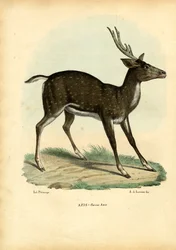 Axis Deer, 1863-79